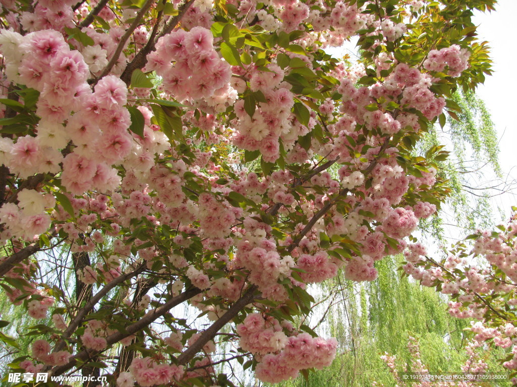 樱花