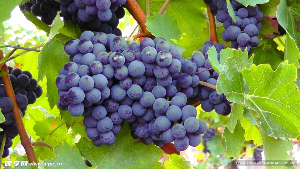 蓝色收获季节的葡萄
