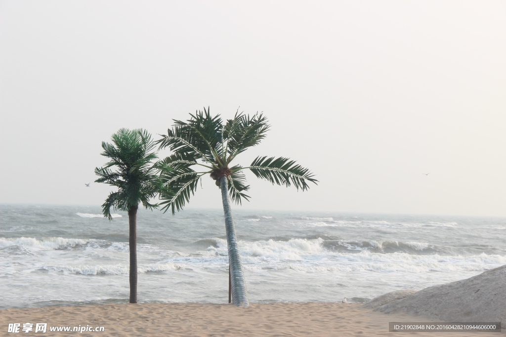 海边的椰树