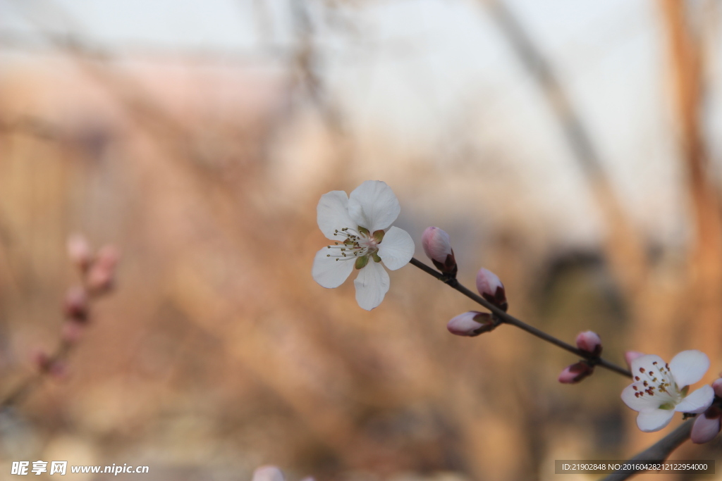 桃花