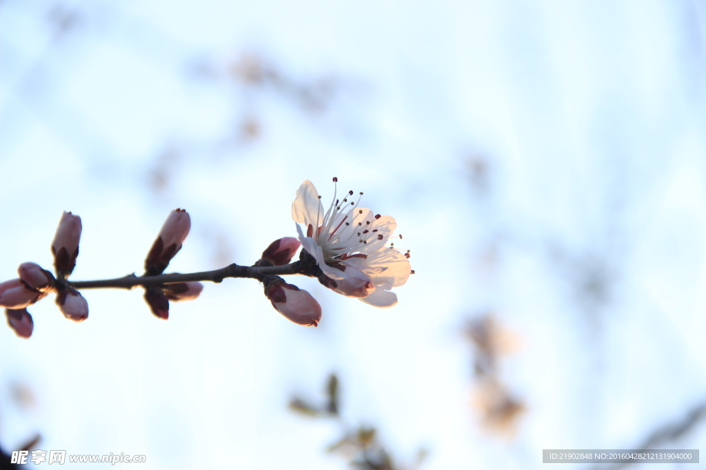 桃花