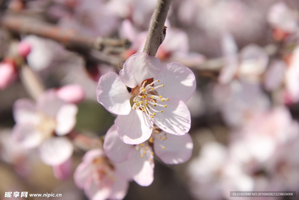 桃树花
