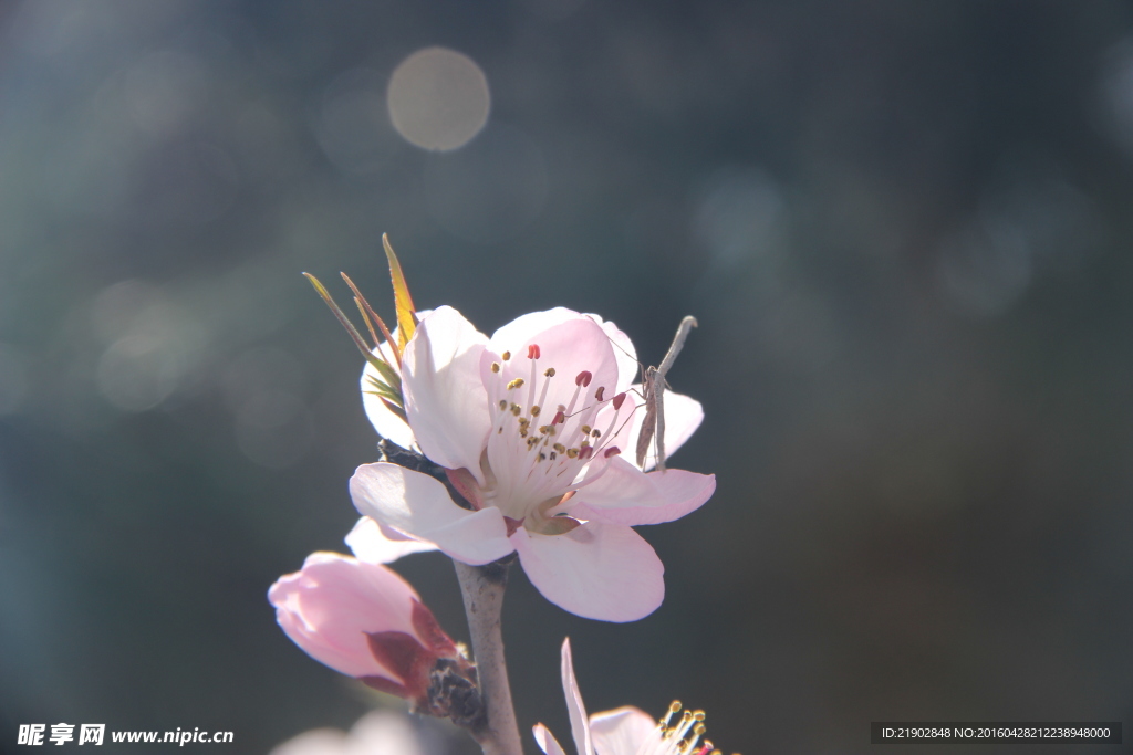 桃花