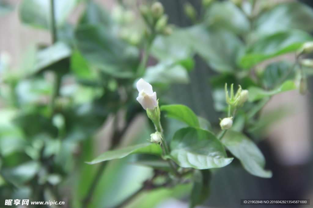 茉莉