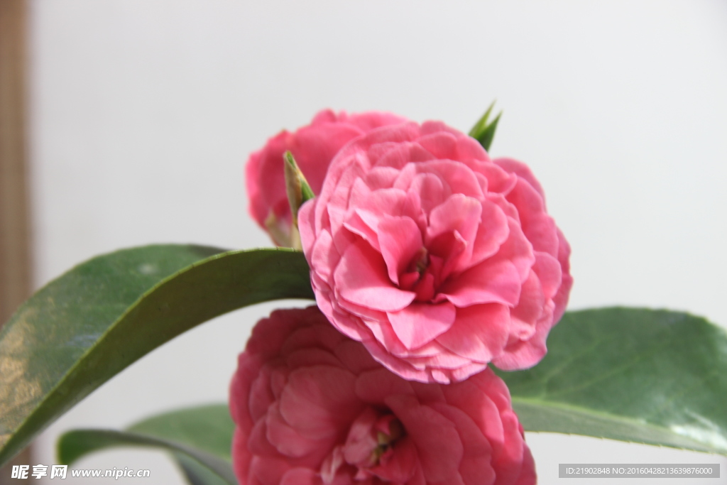 山茶花