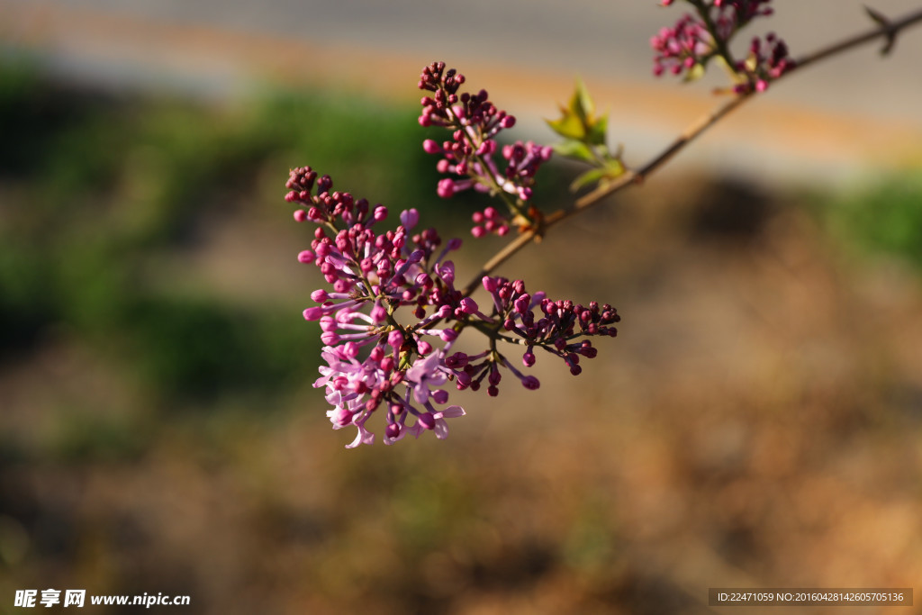 丁香花开