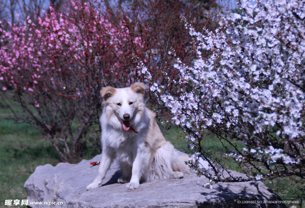 边境牧羊犬