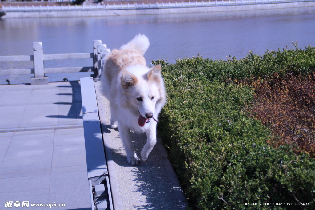 边境牧羊犬