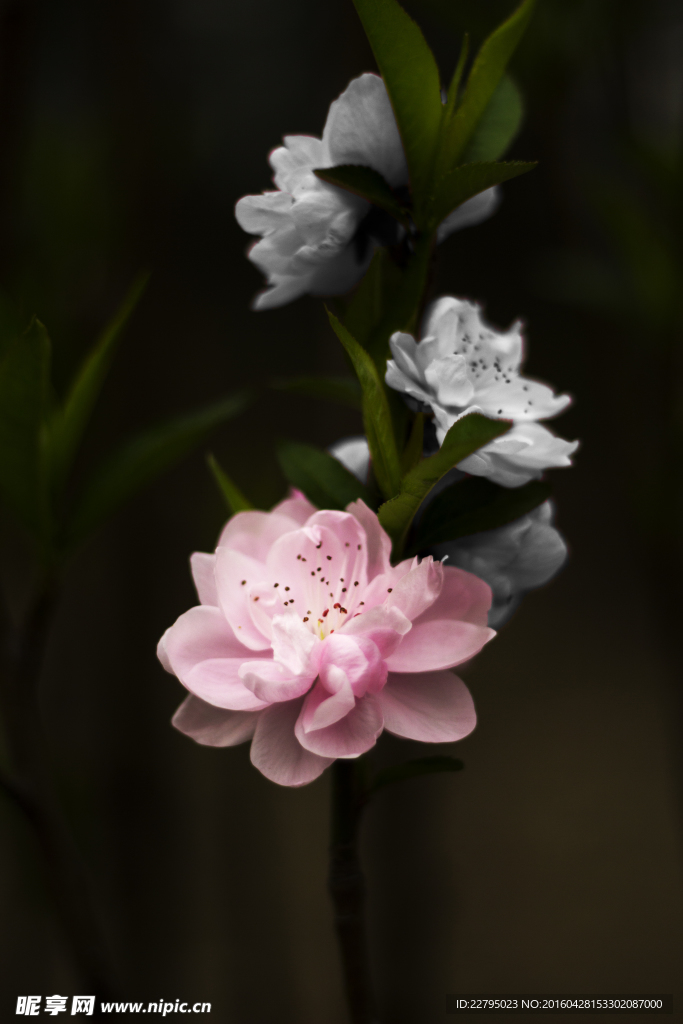 桃花