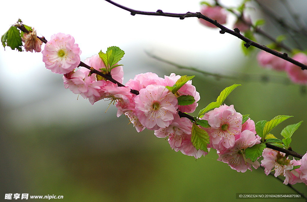 樱花