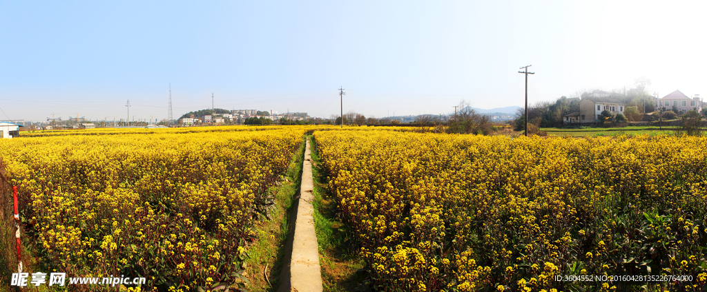 红菜全景图