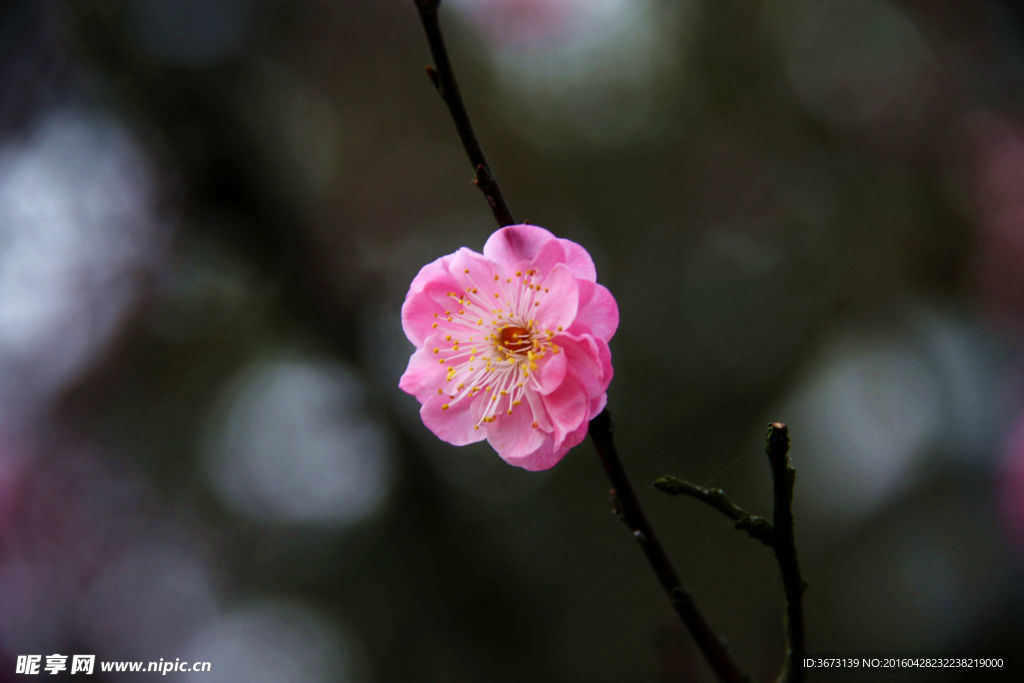 梅花