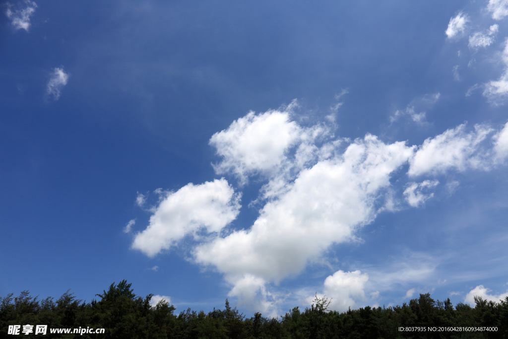 树林上的天空