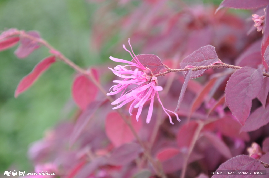花