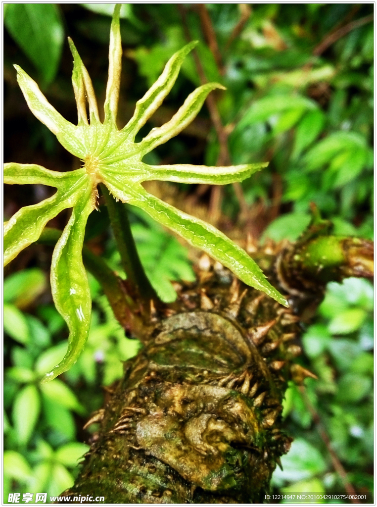树叶花