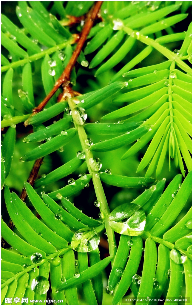 露珠