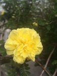 黄刺玫