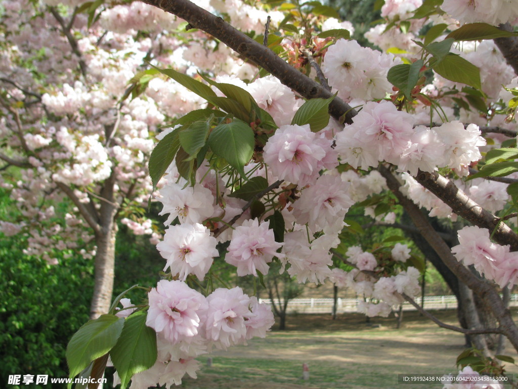 樱花
