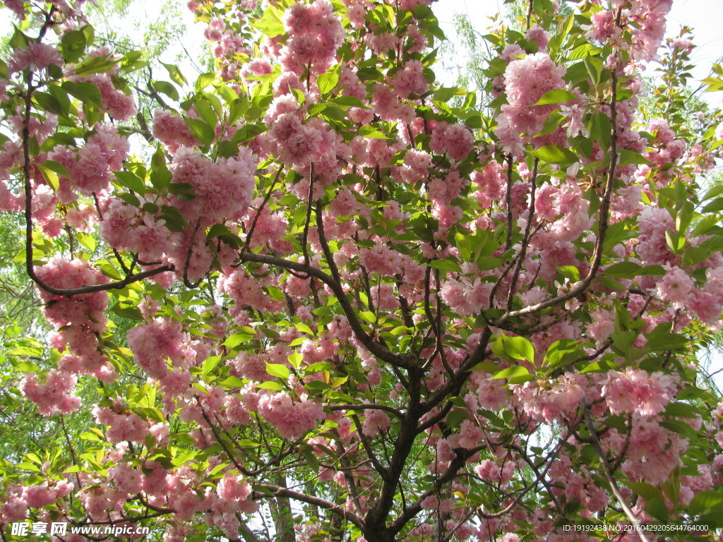 樱花