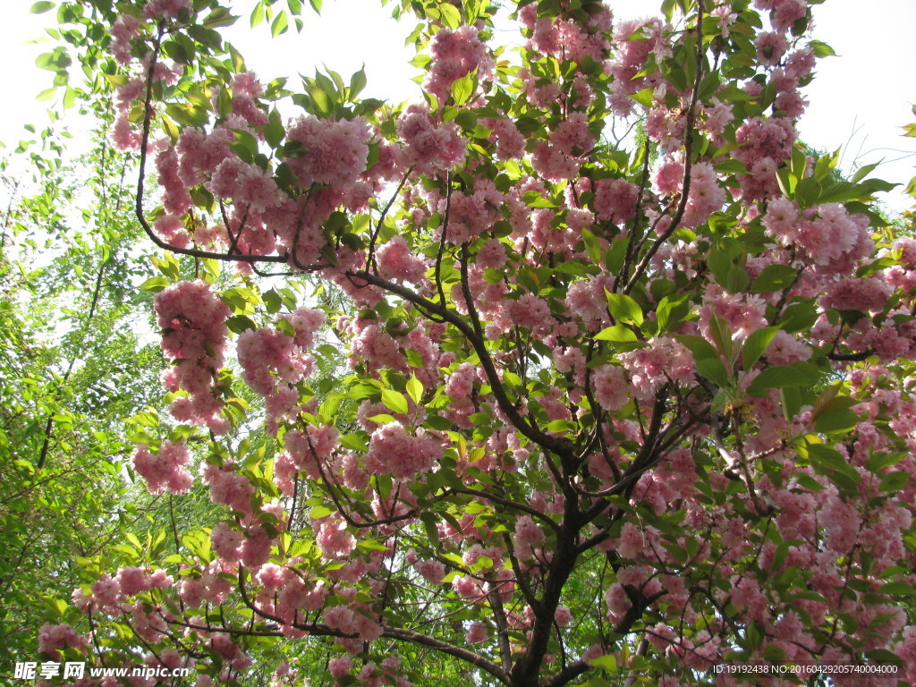 樱花