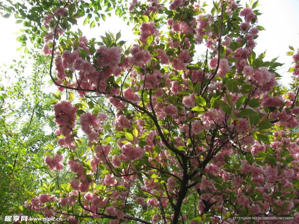 樱花