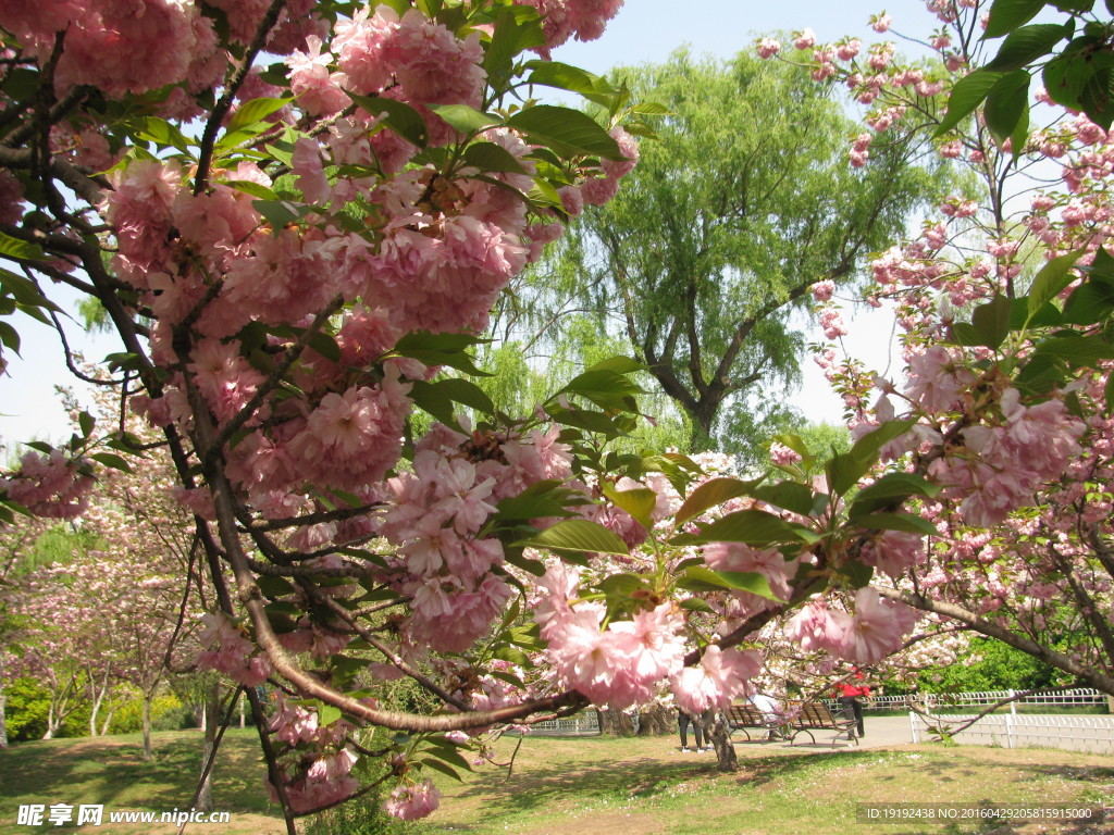 樱花