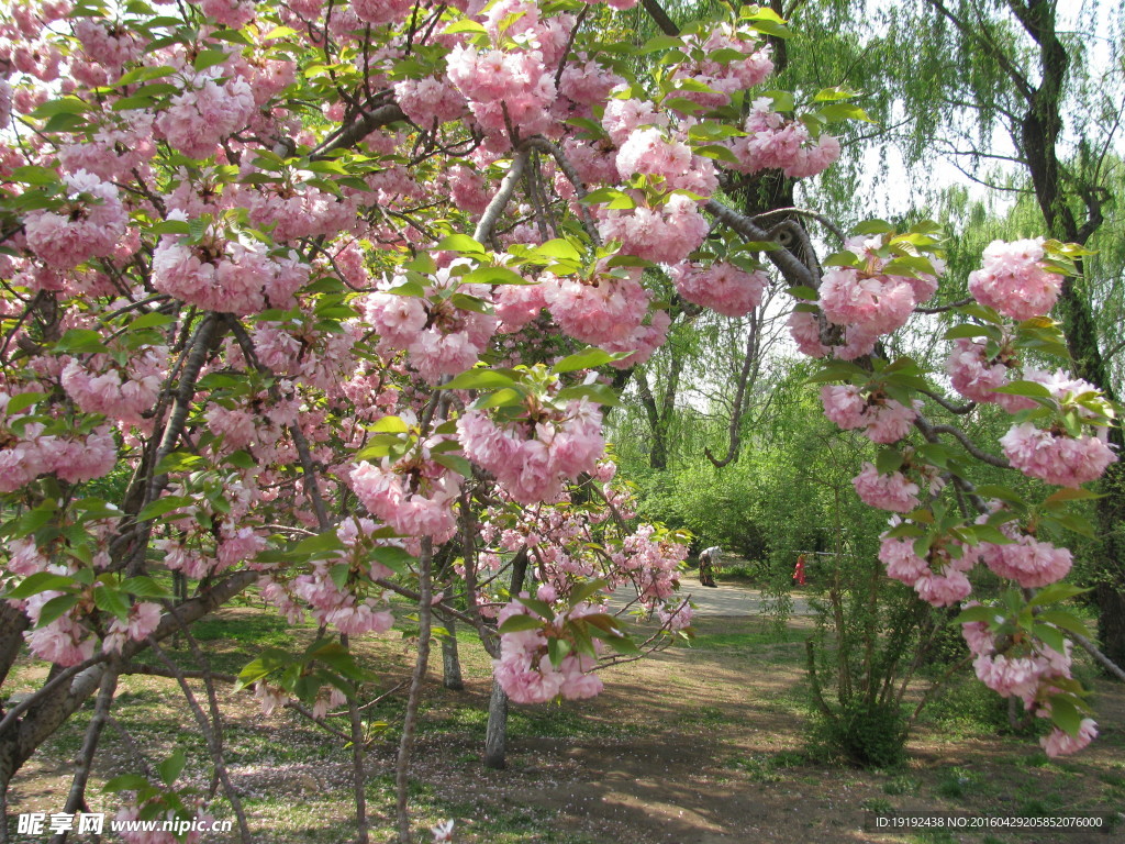 樱花