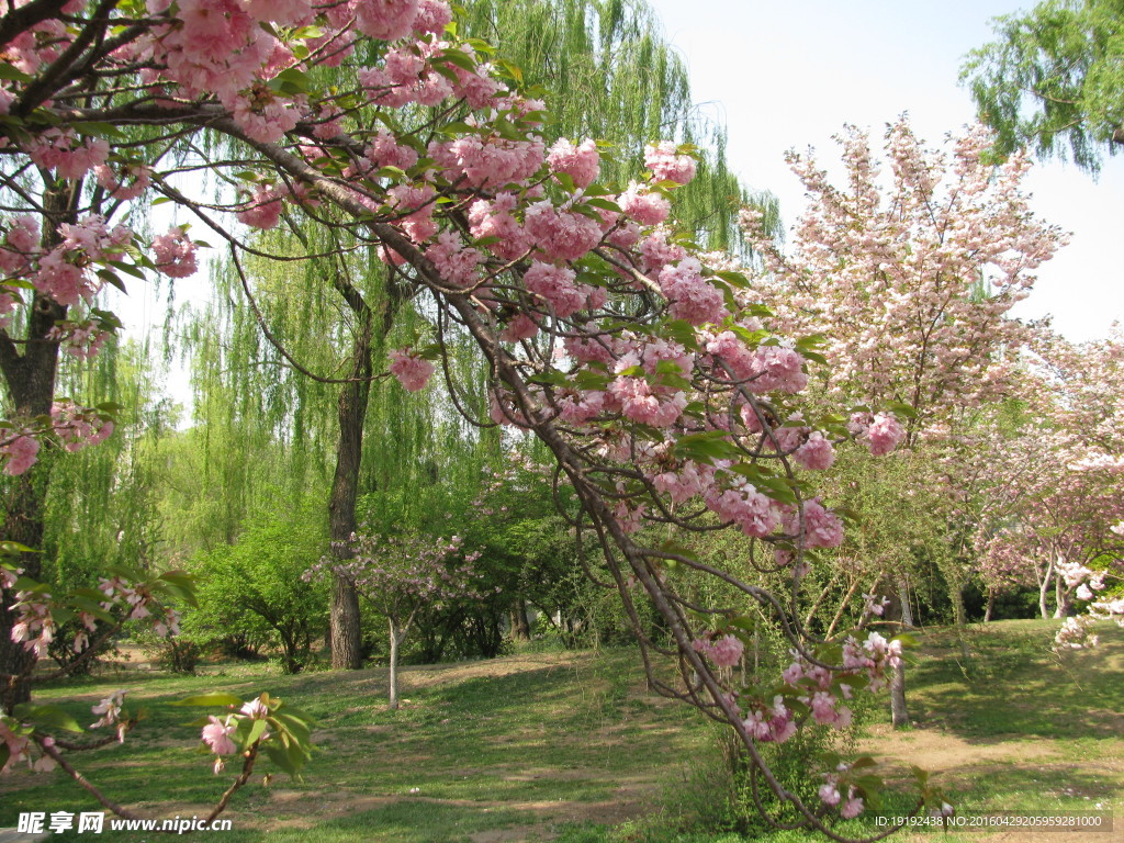 樱花