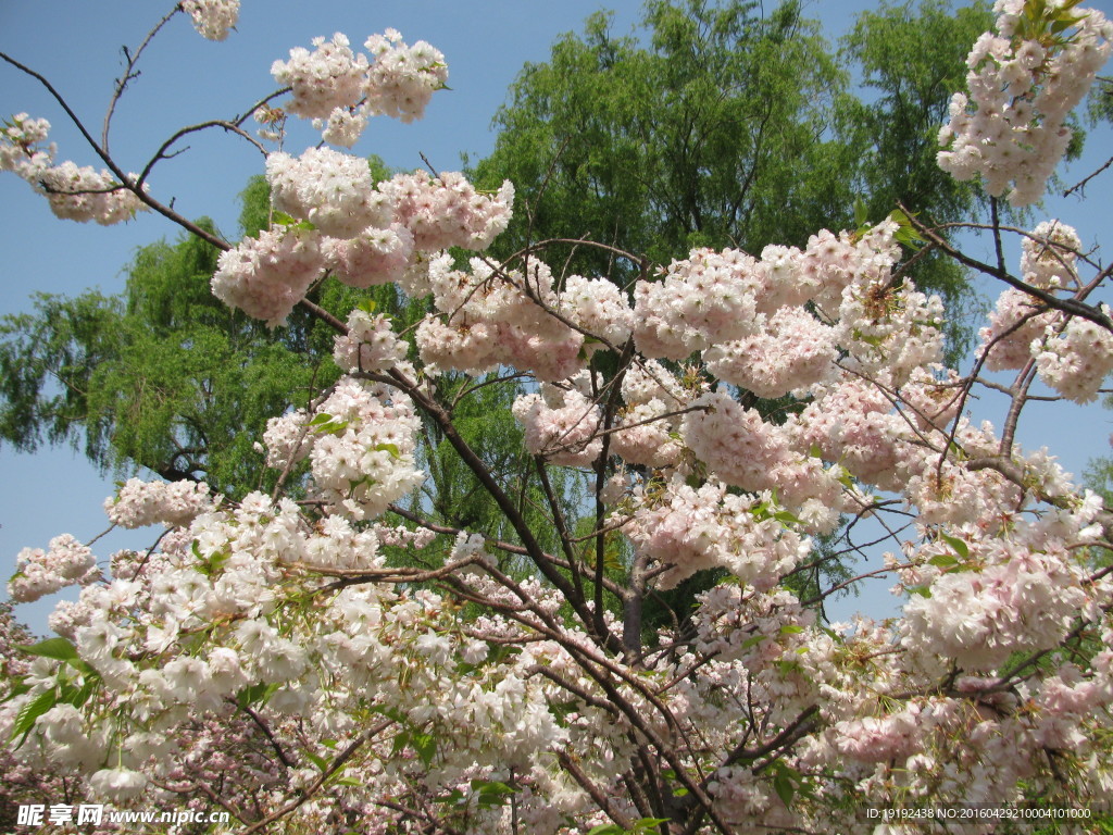 樱花
