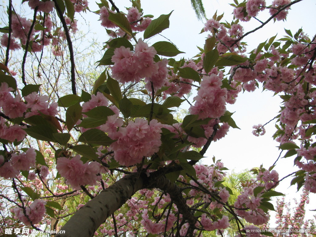 樱花