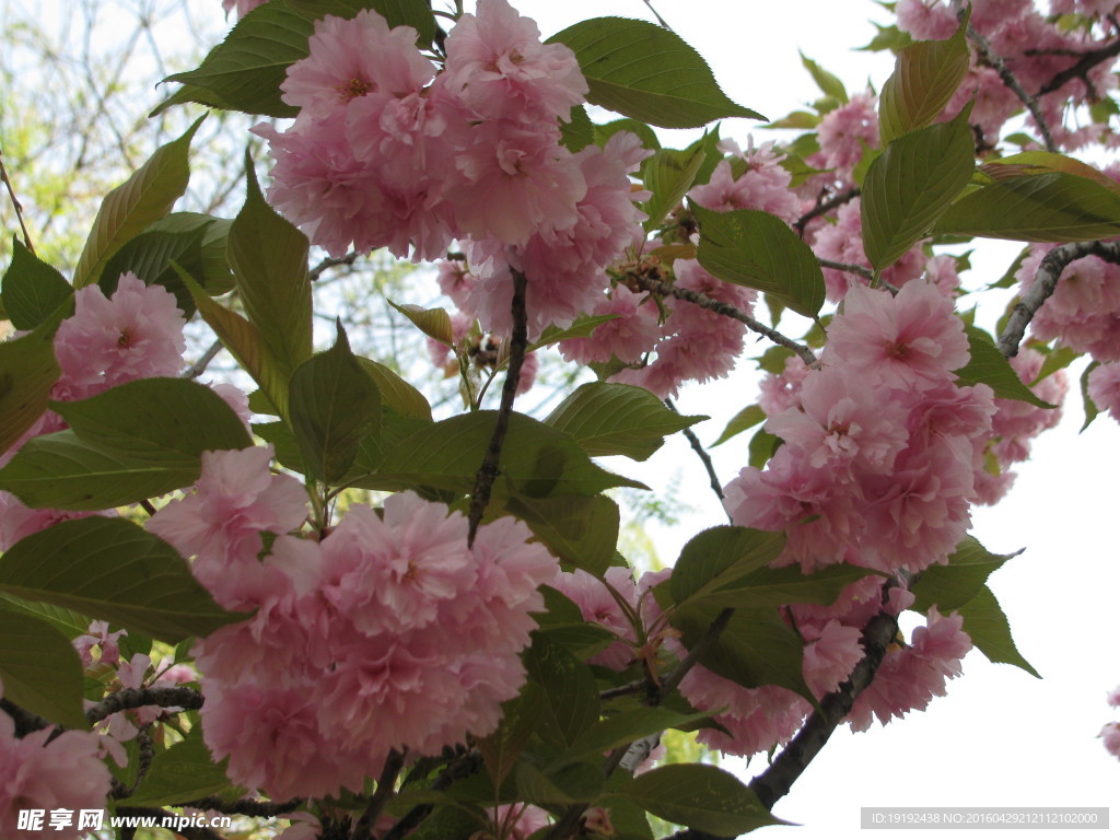 樱花