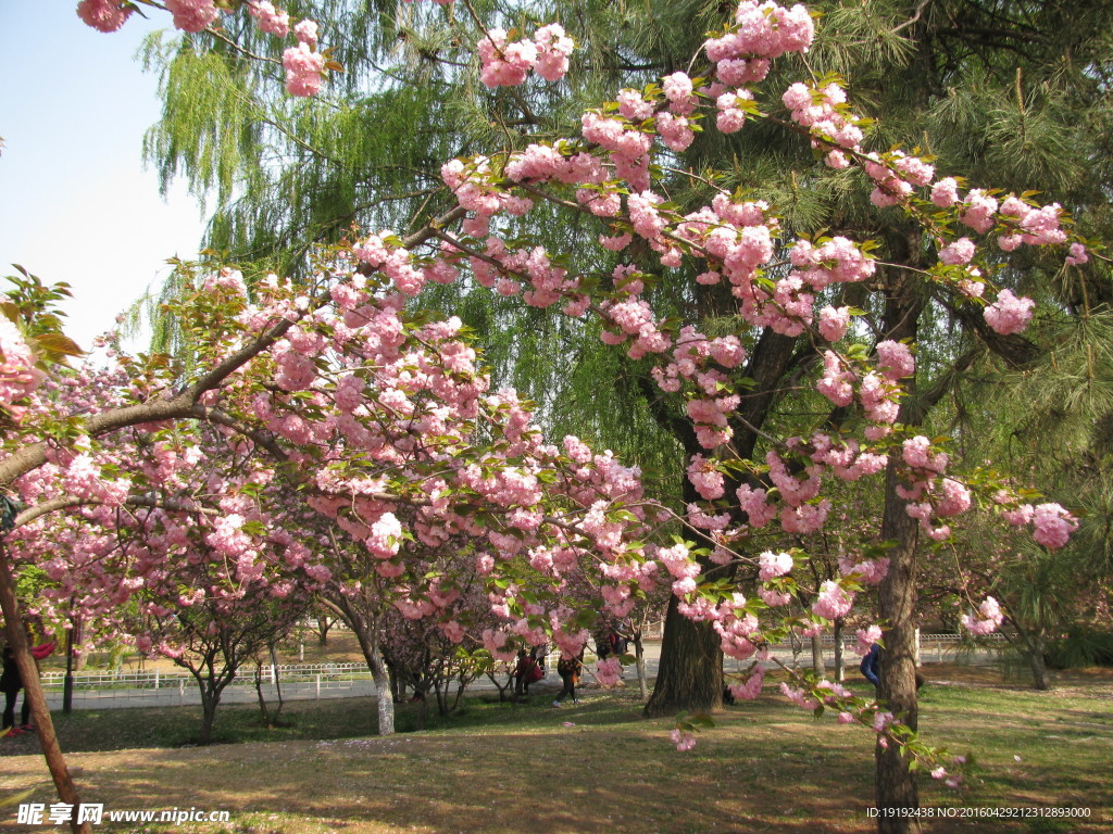 樱花