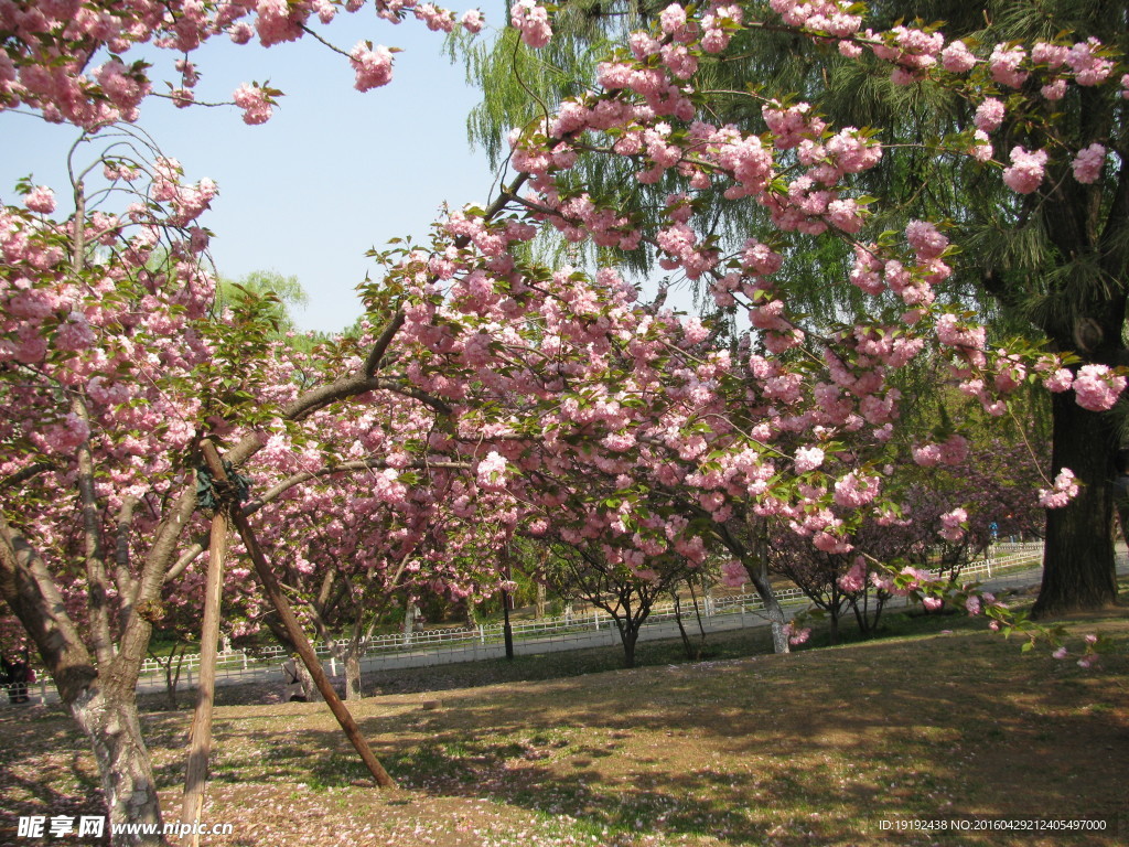 樱花