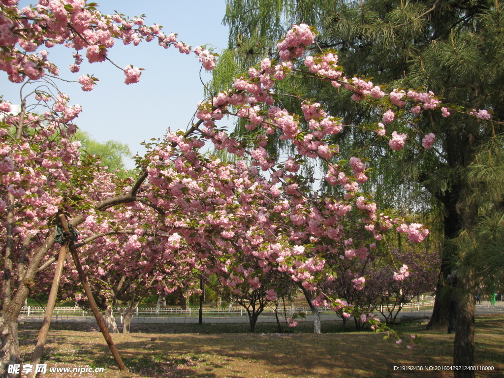 樱花