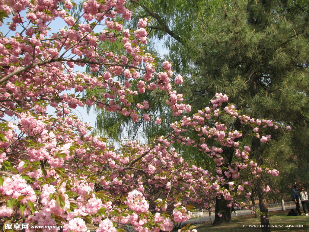 樱花