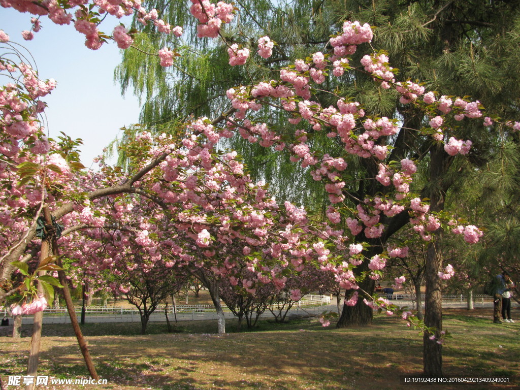 樱花