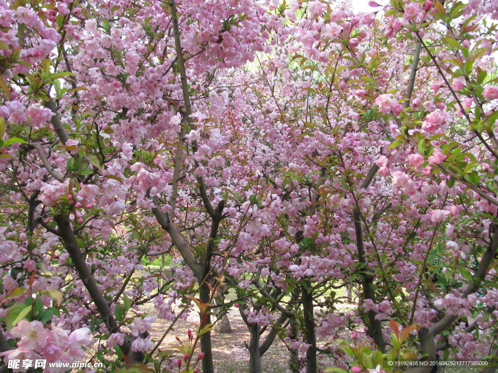 樱花