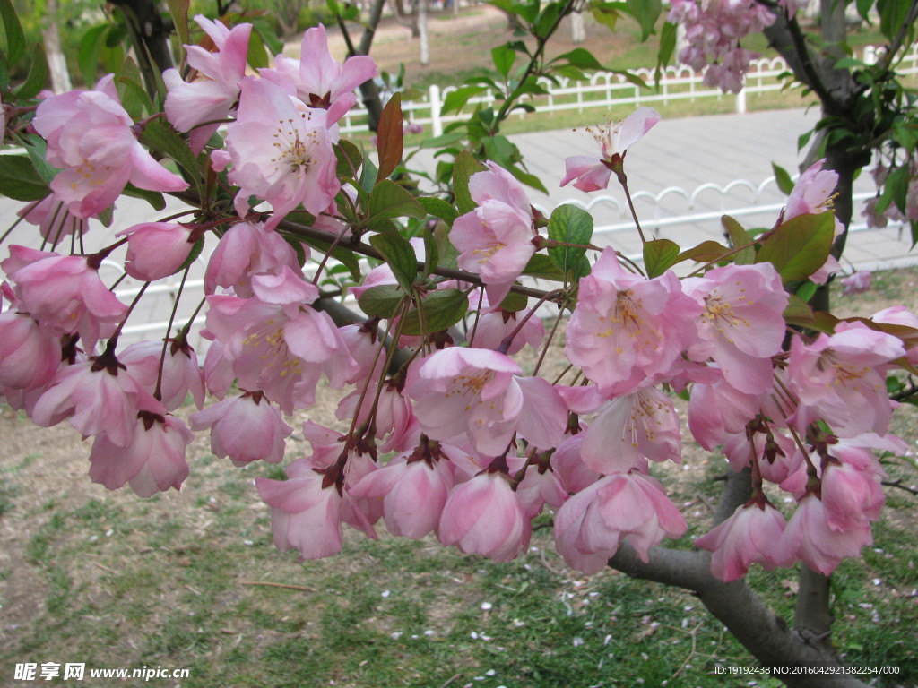 樱花