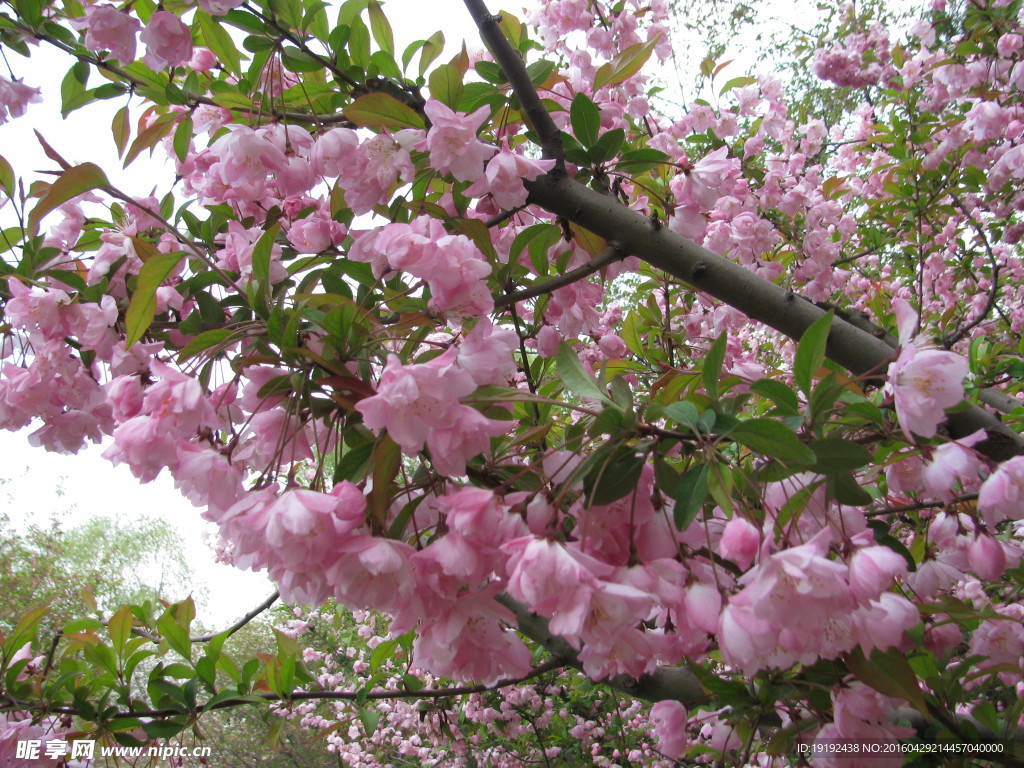 樱花