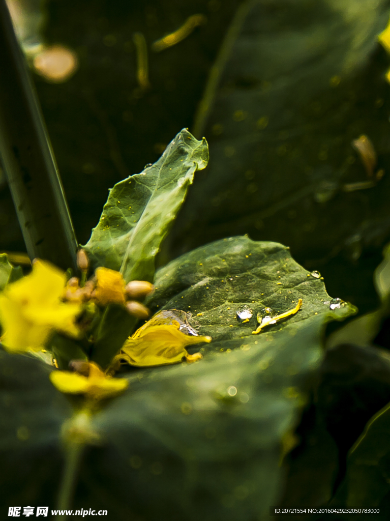 兴化油菜花