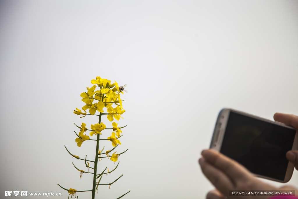 兴化油菜花