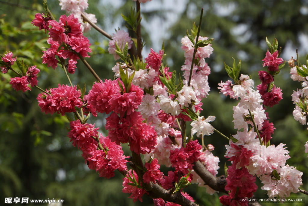 关山樱花