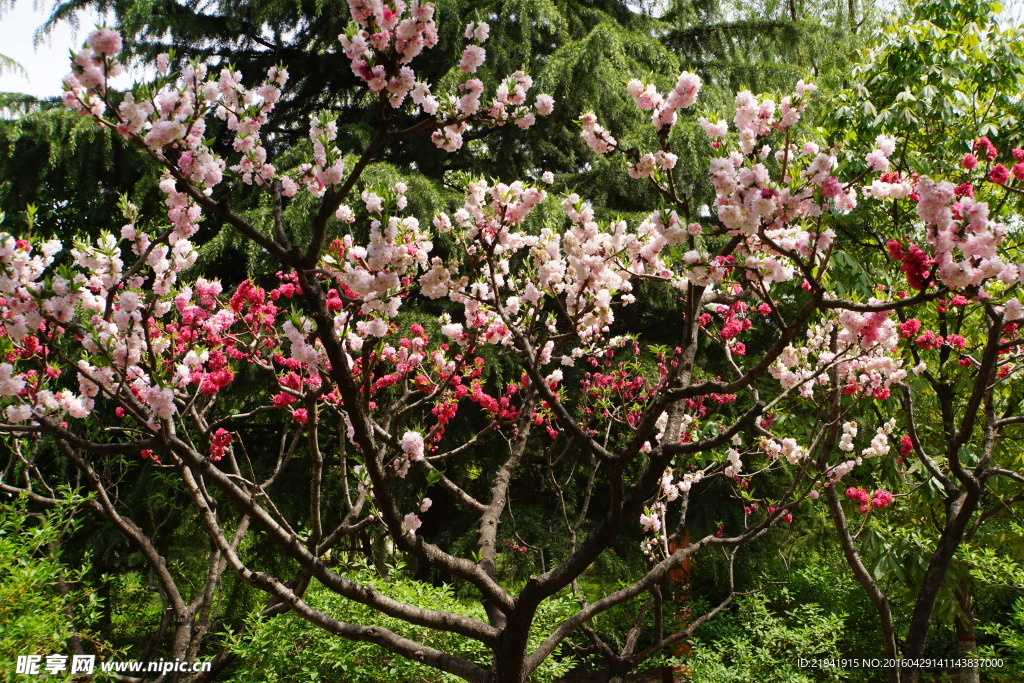 红白桃花