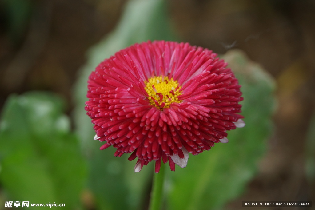 红雏菊