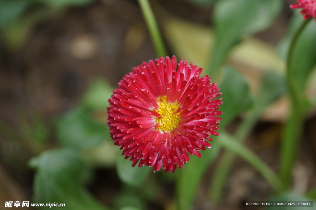 红雏菊