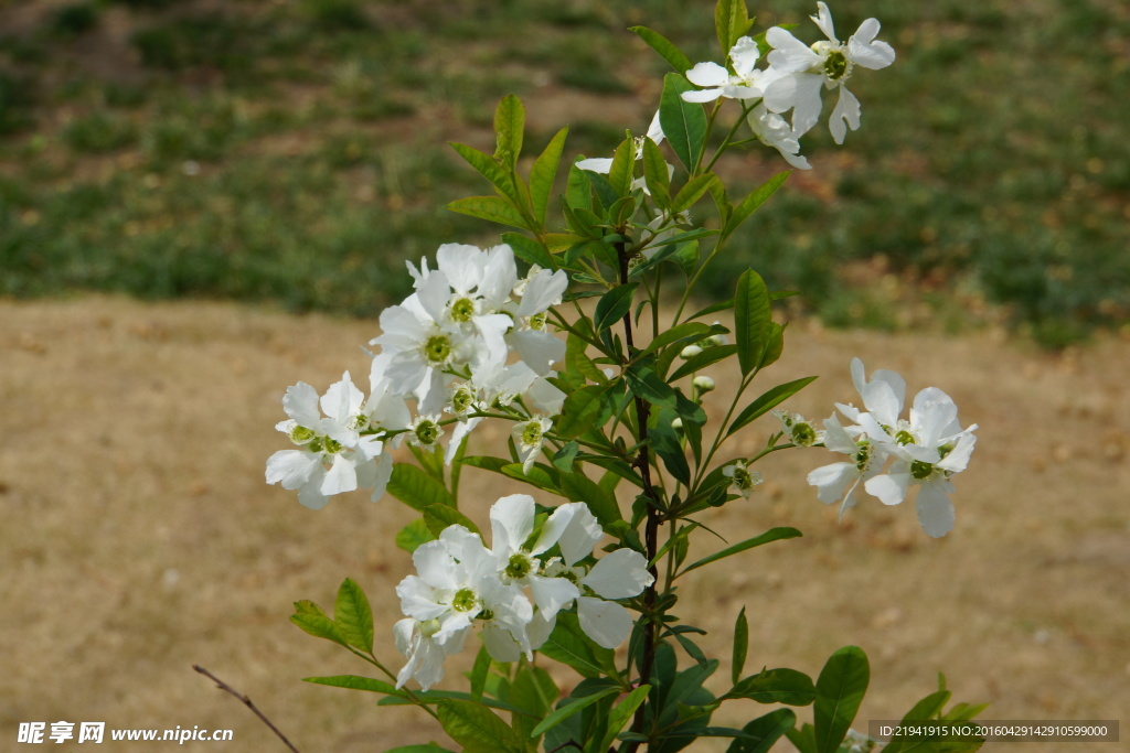 白花