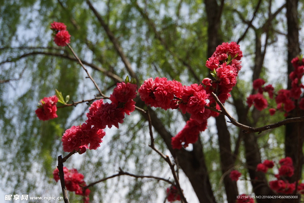 关山樱花