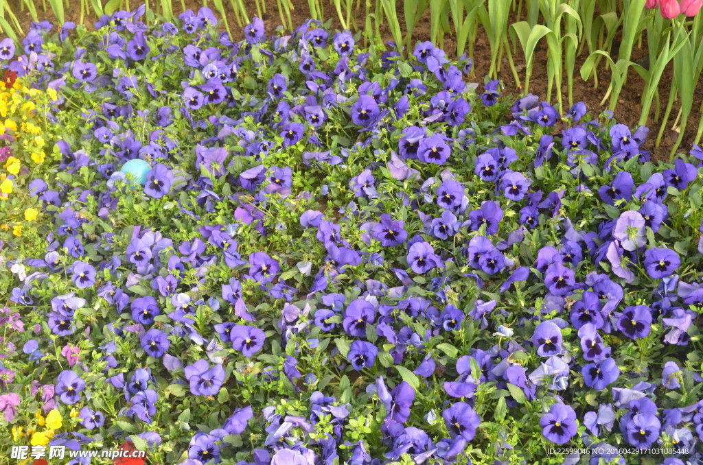 鲜花