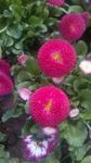 鲜花