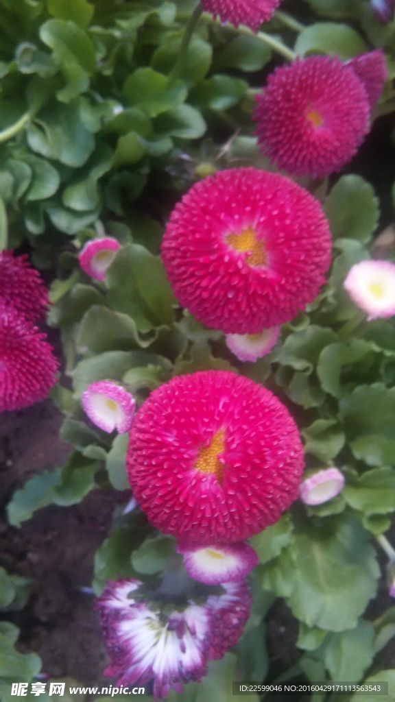 鲜花